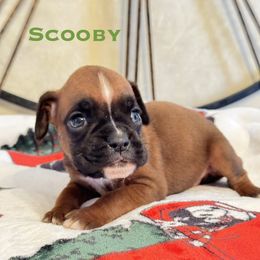 Scooby - Fawn male Boxer puppy in Cicero, New York from MK Boxer Haven of CNY