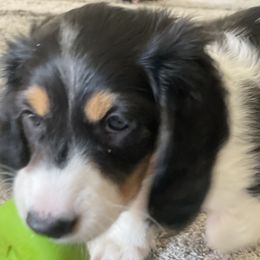 Dachshund Puppies from Meyerhaus (Weenie-Corn Ranch)