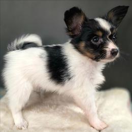 L3A Rock Me Amadeus - White black and tan male Papillon puppy in Davenport, Washington from Lovely Ladies and Little Asses Miniature Equines (L3A Pomeranians & Papillons)