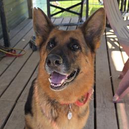 Mia - German Shepherd
