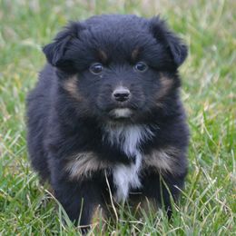 Cocoa - Black Tri Female - Black tri female Miniature Australian Shepherd puppy in Gravette, Arkansas from DiamondR Mini Aussies @ DiamondR Farm & Kennel