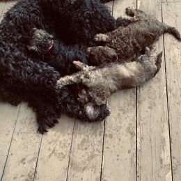 Australian Labradoodle Puppies from High Mist Mountain Australian Labradoodles