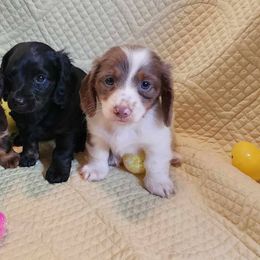 Dachshund, Golden Retriever, and Poodle Puppies from Paragon Puppies