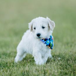 Goldendoodles from Sunnyfarm Doodles