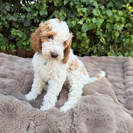 Chicky - Parti female Goldendoodle puppy in La Verne, California from Marshall Goldendoodles