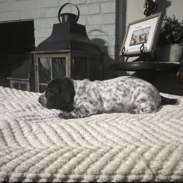 Dachshund Puppies from Jag Fam Dachshunds