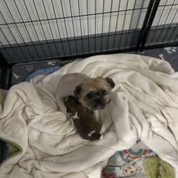 Penny - Shih Tzu