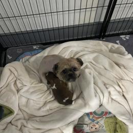 Penny - Shih Tzu