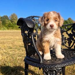 Girl 1 - Red merle female Aussiedoodle puppy in Crawford, Mississippi from Magnolia State Poodles and Doodles