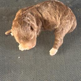 Boy 1 - Brown and white male Aussiedoodle puppy in Junction, Utah from Sugar Doodles