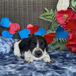 Black collar - Piebald male Dachshund puppy in Poteau, Oklahoma from Sisters Dazzling Dachshunds