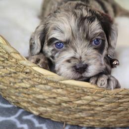 Baylor - Merle male Shihpoo puppy in Hartville, Missouri from Petty Paws