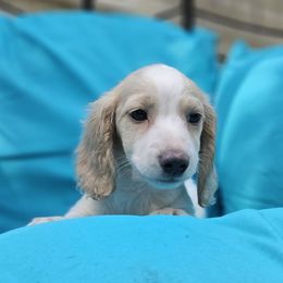Salsa - Cream female Dachshund puppy in Pocasset, Massachusetts from Dachs of the Bay
