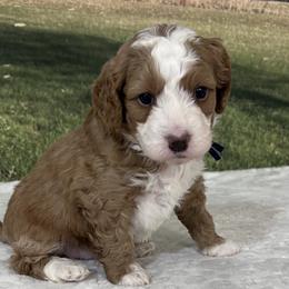 Henry - Brown and white male Bernedoodle puppy in Lincoln, Nebraska from GRand Doodles