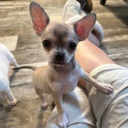 Lyla - Fawn female Chihuahua puppy in Summerfield, Florida from Uey’s Chihuahuas