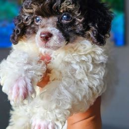 Thor JR - Phantom male Poodle puppy in Maplewood, New Jersey from Poos&Bulls Keepsake