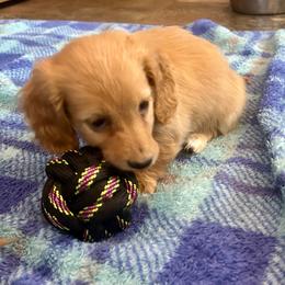 Hazel - Cream female Dachshund puppy in Tahlequah, Oklahoma from Love Some Dogs Dachshunds & Cavalier King Charles Spaniels,Cavapoos