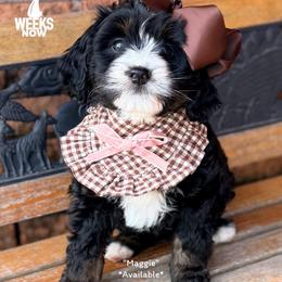 Maggie (formerly Gift) - Tri-color female Bernedoodle puppy in Orange, Texas from Walk with Me Doodles