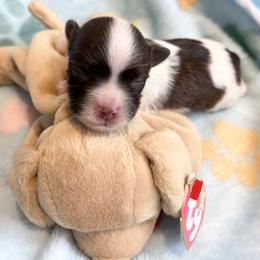 Red - Red sable male Havanese puppy in East Lansing, Michigan from VanCort's Happy Havanese