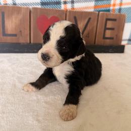 Supergirl - Black and white female Bernedoodle puppy in Luana, Iowa from Country View Bernedoodles and Goldendoodles