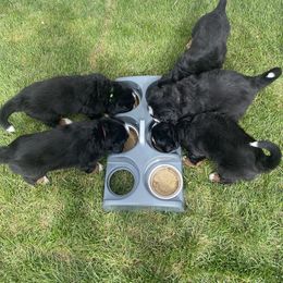 Bernese Mountain Dog Puppies from Benton County Berners