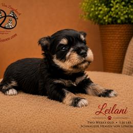 Leilani AKC - Black and silver female Miniature Schnauzer puppy in Pelzer, South Carolina from Schnauzer Heaven Von Longbach