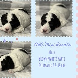 Poodle Puppies from Poodle Paradise