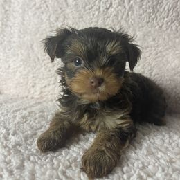 Yorkshire Terrier Puppies from Tiffanys Yorkies