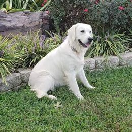 Roxy - Golden Retriever