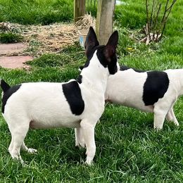 Chihuahua and Rat Terrier Puppies from Emadens