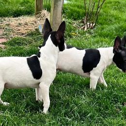 Chihuahua and Rat Terrier Puppies from Emadens