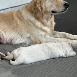 Golden Retriever Puppies from Bramble Berry Goldens