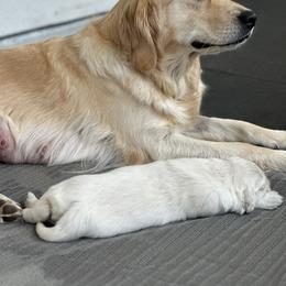 Golden Retriever Puppies from Bramble Berry Goldens