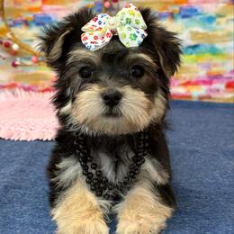 Grace SMALL - Black & tan tri-color female Morkie puppy in Monticello, Iowa from Ashley’s Puppies