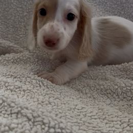 (608)370-3991 Boy 1 cream piebald - Cream male Dachshund puppy in Wisconsin from Sabe and Shabe’s Doxies