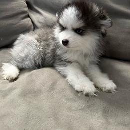 Oreo - Black and white female Pomsky puppy in West Sacramento, California from Pinkie's Pomskies