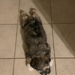 Miniature Schnauzers from Kim's Miniature Schnauzers