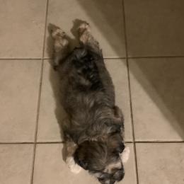 Miniature Schnauzers from Kim's Miniature Schnauzers