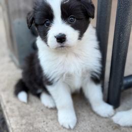 Mayhem - Black and white female Border Collie puppy in Kalispell, Montana from North Fork Border Collies