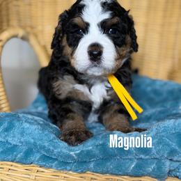 Girl 2 - female Bernedoodle puppy in Syracuse, Utah from Redrockbernedoodles