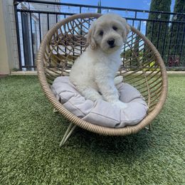 Goldendoodle Puppies from Island Doods