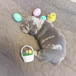 Maddie - Dapple female Dachshund puppy in Sallisaw, Oklahoma from Wild West Dachshunds