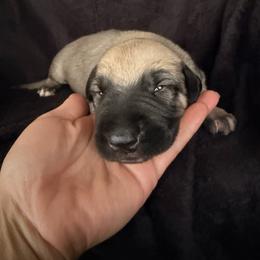 Wish - Wheaten male Irish Wolfhound puppy in Uintah County, Utah from Bingo's Wolfhounds, Lollipop Pomskies