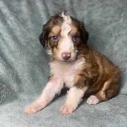Girl 1 - Red female Aussiedoodle puppy in Alabama from SBA Aussies