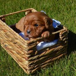 Henry - Ruby male Cavalier King Charles Spaniel puppy in Resaca, Georgia from Freeman's Royal Cavaliers