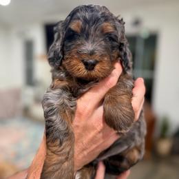 White Boy - Blue merle male Bernedoodle puppy in Fort Gibson, Oklahoma from Waggle Doodles