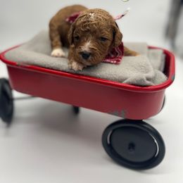 Poodle Puppies from Ruby’s Southern Doodles and Poodles