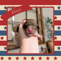 Dixie - Tri-color female Bernedoodle puppy in Whitesburg, Georgia from Asbury & Co Farms
