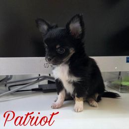 Patriot - Black and tan male Chihuahua puppy in Demorest, Georgia from Sourpatch Chihuahuas