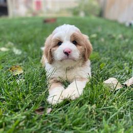 Bowser-Black - Yellow and white male Bernedoodle puppy in Casper, Wyoming from 307 Doodles
